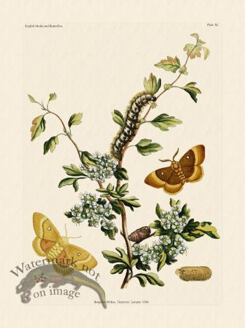 Wilkes Butterflies 052